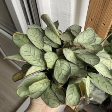 Комнатные растения