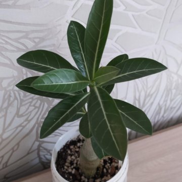 Адениум обесум