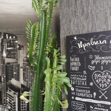 Малочай домашние растение