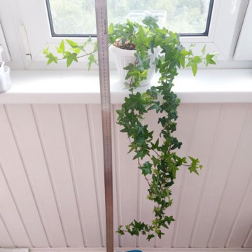 Плющ \ хедера, 1 м длиной