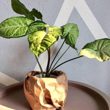 Сингониум Баттерфляй в пласт ст