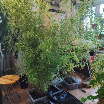 Бамбук филлостахис