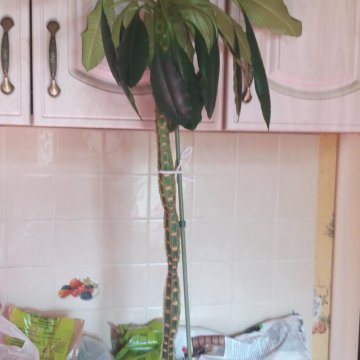 Эуфорбия (молочай) гребенчатая