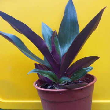 Традесканция Рео Ладья Моисея