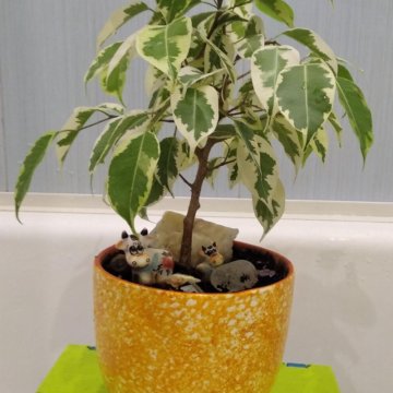 Пестролистный фикус Бенджамина