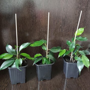 Фикус (денилайт/нина)