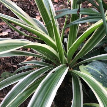 Хлорофитум хохлатый