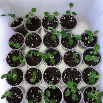 Муррайя или дерево японского императора