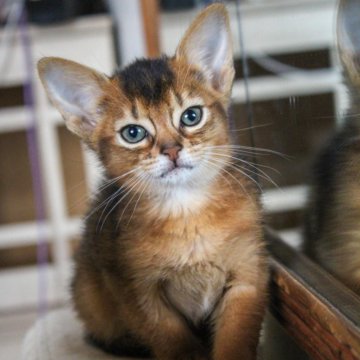 Абиссинская Кошка Купить В Минске