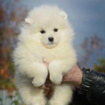 Купить Щенка Самоеда В Пензе