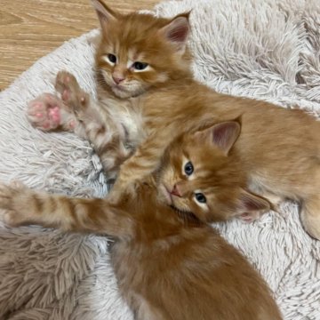 Котята Мейн Кун Купить В Туле