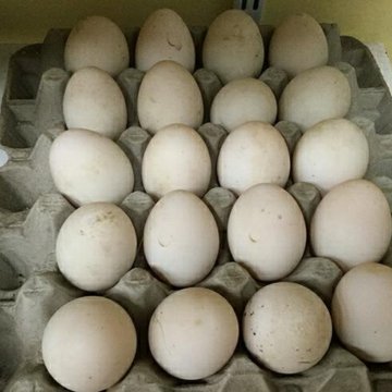 Инкубационное яйцо росс 308. Росс 308 яйцо. Авито орловская область яйцо инкубационное. Авито орловская область яйцо инкубационное. Яйцо инкубационное индюшиное.