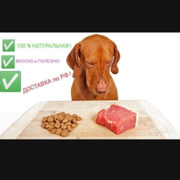 Еда для собак натуралка. Собачья еда миска с мясом-безумно. Смешение кормов для собак. Натуральное питание для собак. Миска с едой.