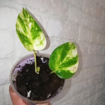 Сциндапсус золотистый. Эпипремнум