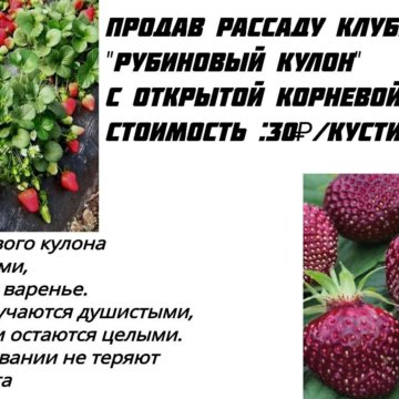 Рубиновый Кулон Семена Помидор Где Купить