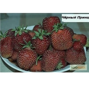 Семена Клубники Черный Лебедь Купить