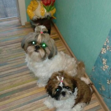 Щенки Ши Тцу Купить В Екатеринбурге