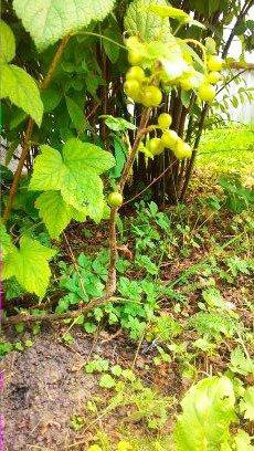 Смородина зеленая