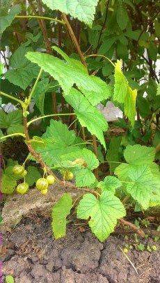 Смородина зеленая