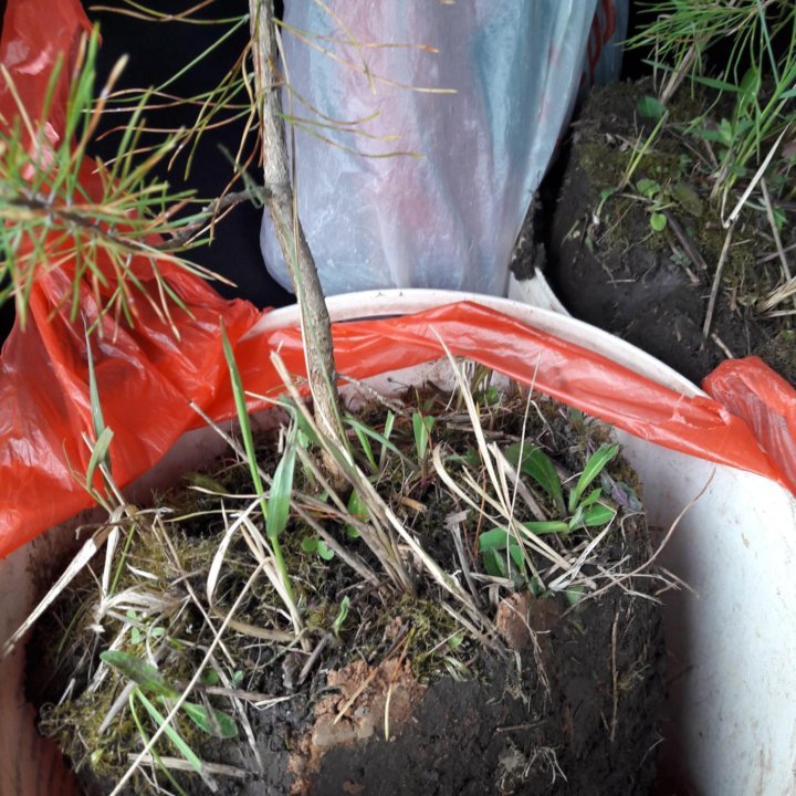 сосна обыкновенная