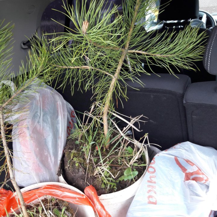 сосна обыкновенная