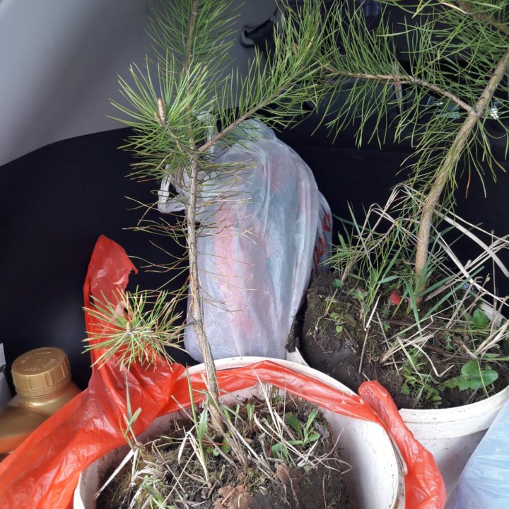 сосна обыкновенная