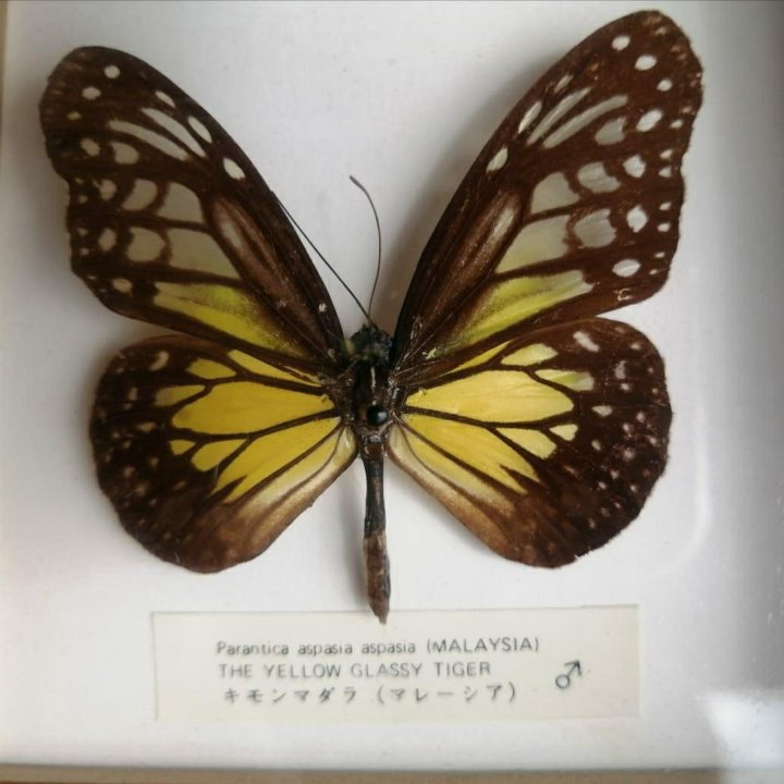 Бабочка Parantica aspasia ( MALAYSIA)