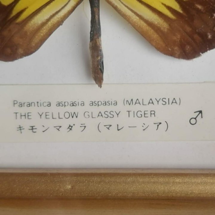 Бабочка Parantica aspasia ( MALAYSIA)