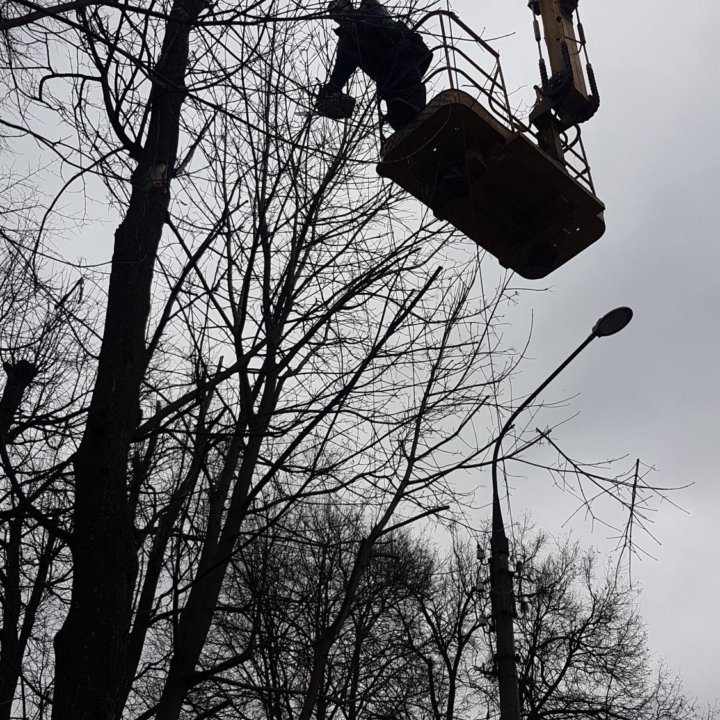 Удалить дерево. Спилить дерево. Срубить дерево