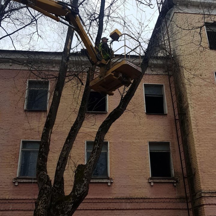 Удалить дерево. Спилить дерево. Срубить дерево