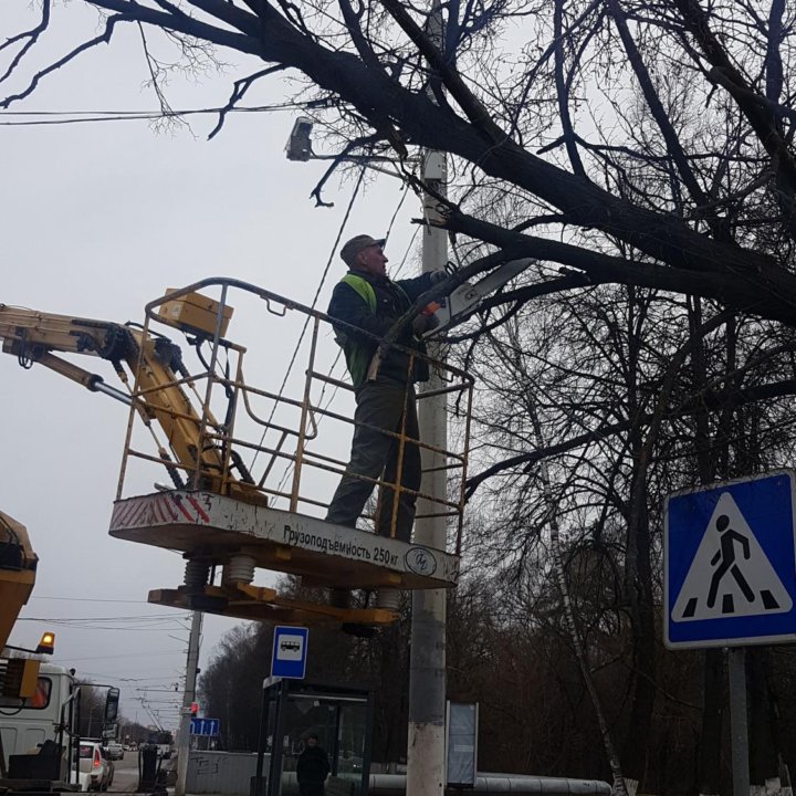 Удалить дерево. Спилить дерево. Срубить дерево