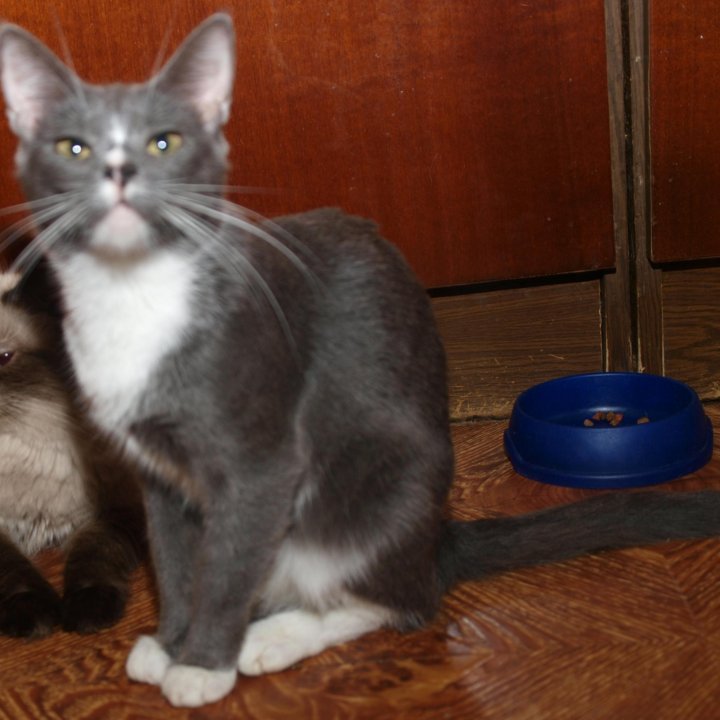 Голубая кошка британская кошка Люси (метис), 1.5г