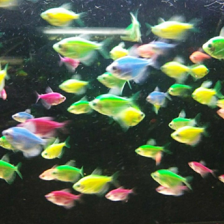 Аквариумные рыбки Тернеция (glofish)