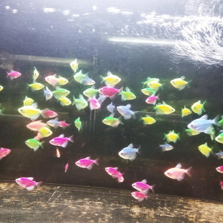 Аквариумные рыбки Тернеция (glofish)