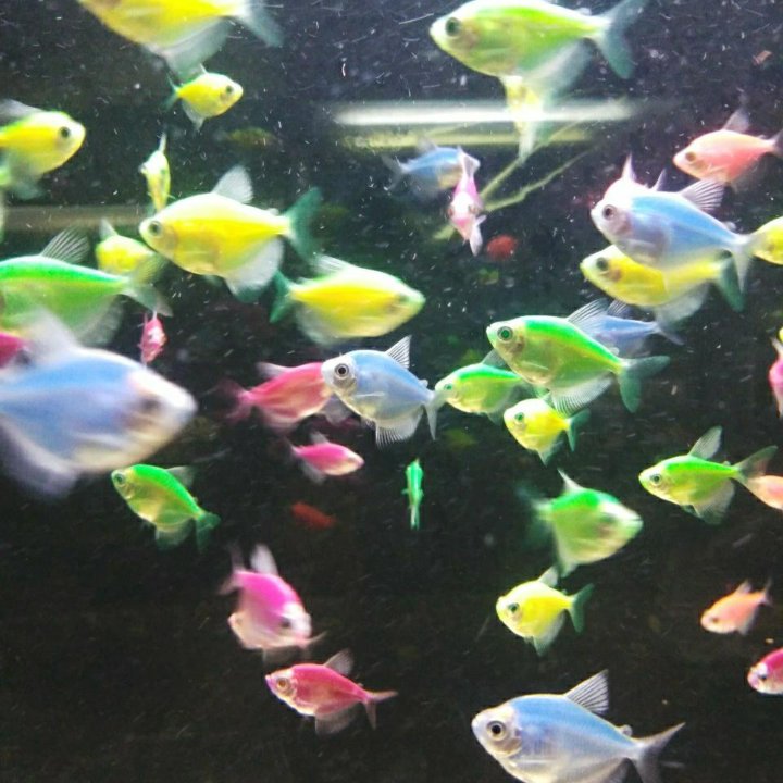 Аквариумные рыбки Тернеция (glofish)