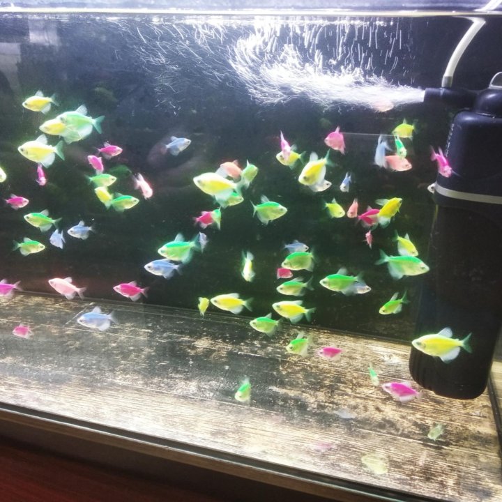 Аквариумные рыбки Тернеция (glofish)