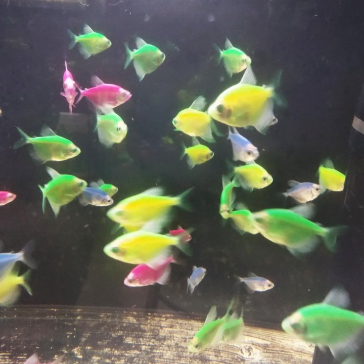 Аквариумные рыбки Тернеция (glofish)