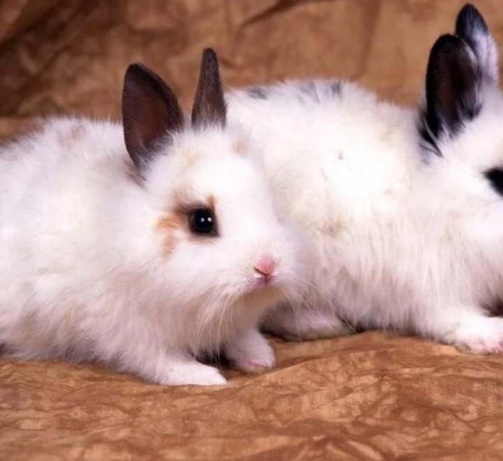 Кролики декоративные и карликовые