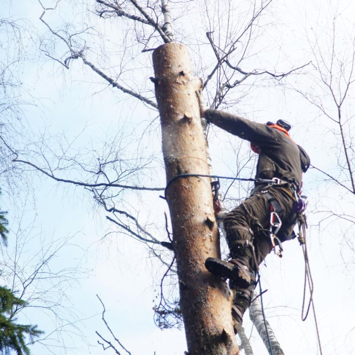 Удаление деревьев и пней в Красногорске