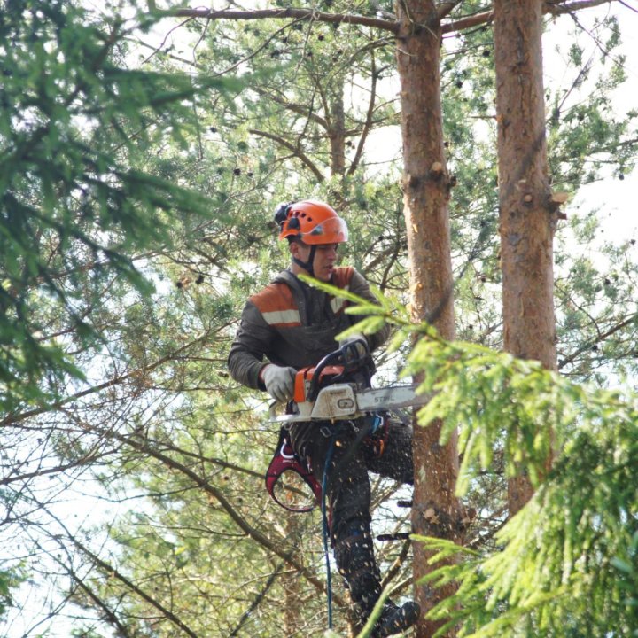 Удаление деревьев и пней в Красногорске