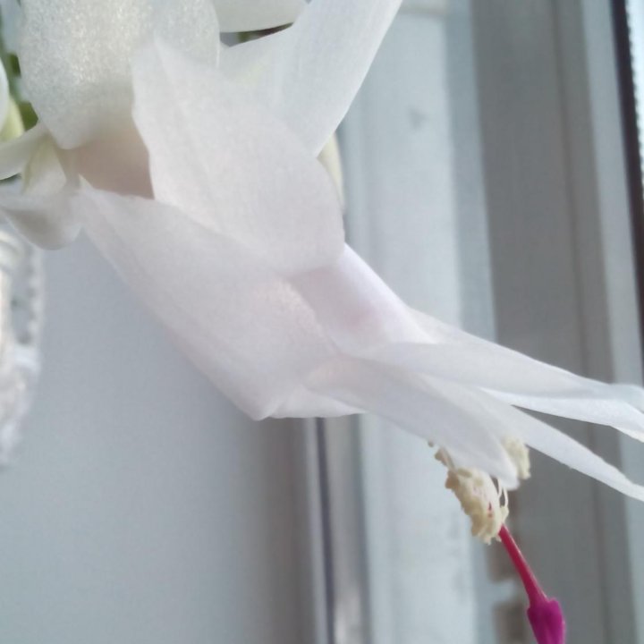 Шлюмбергера