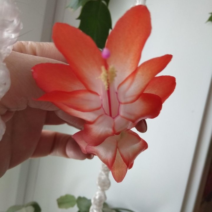 Шлюмбергера