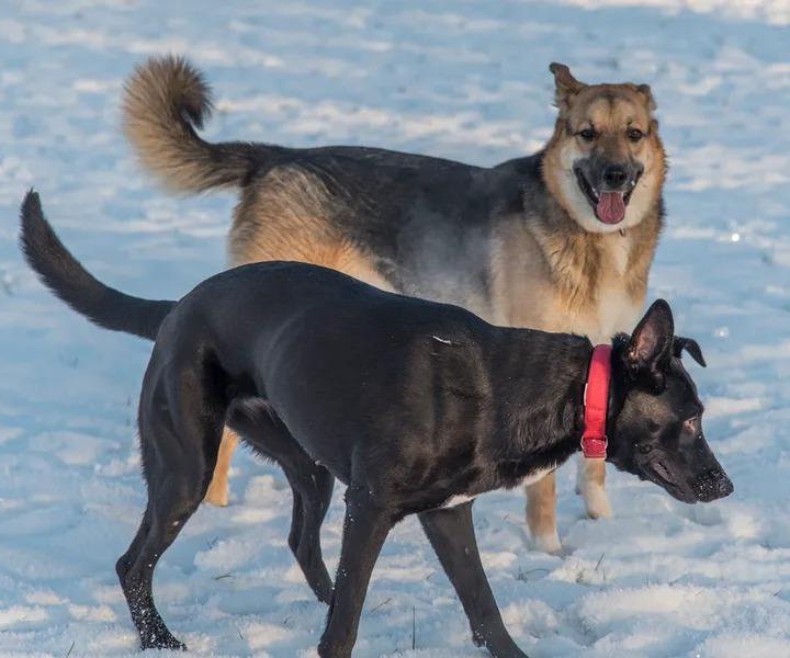 Собака бесплатно в добрые руки