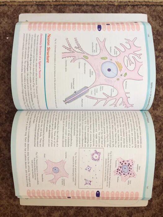 Human histology. Color atlas 5th