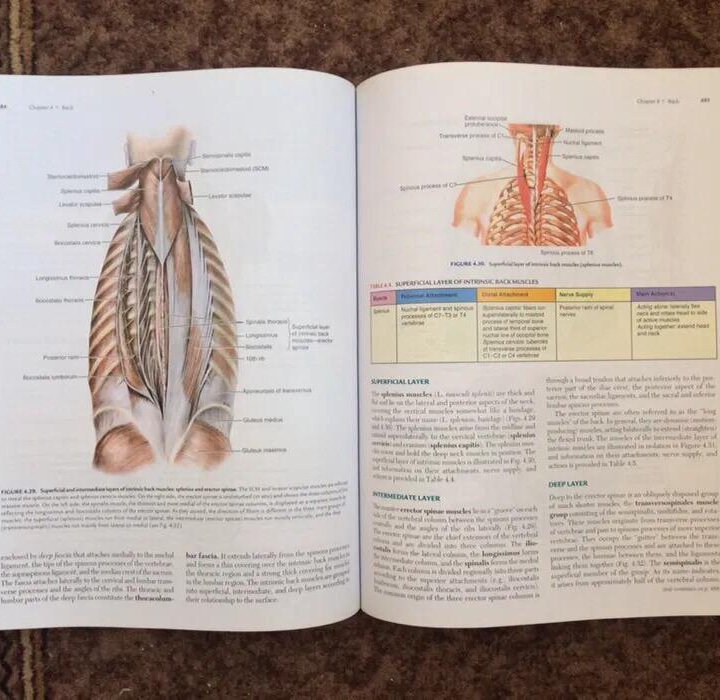 Clinical oriented anatomy 6th Keith L. Moore