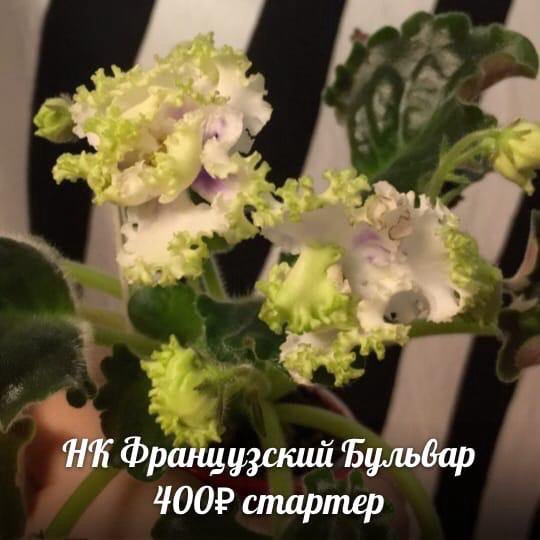 Коллекция фиалок 100 сортов