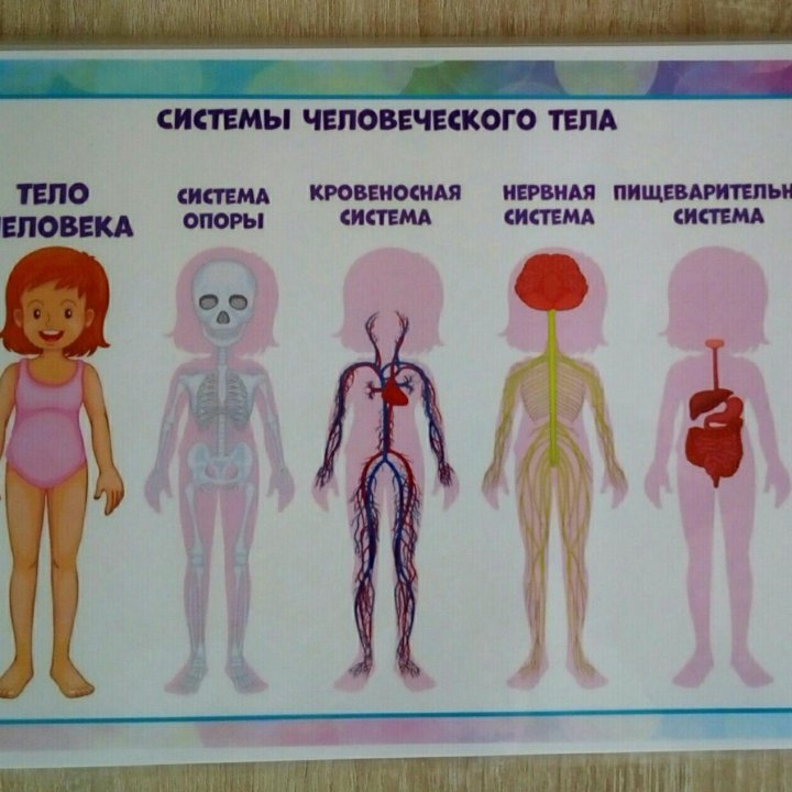 Развивающий альбом на липучках 《Мое тело》для детей