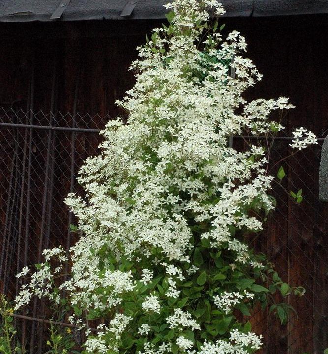 Клематис манчжурский.