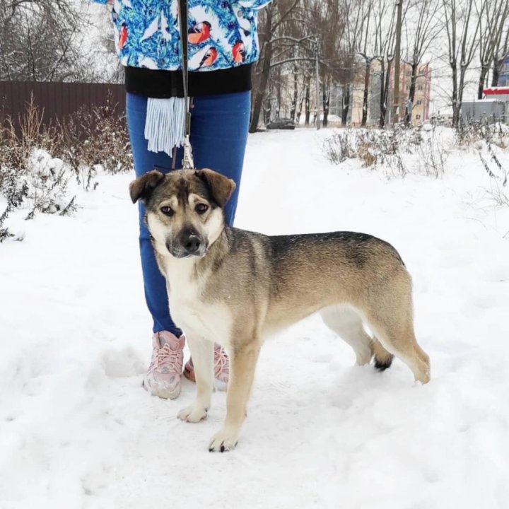 Замечательная собака ищет дом