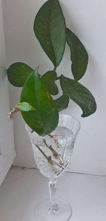 Хойя карноза